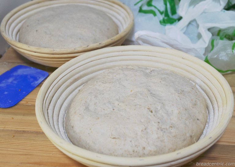 Loaves in bannetons